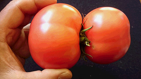 奇形　トマト　２